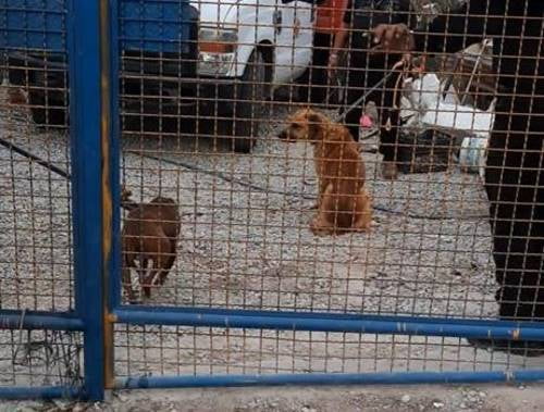 Rescatan a 19 peluditos y 10 aves maltratados en Coacalco